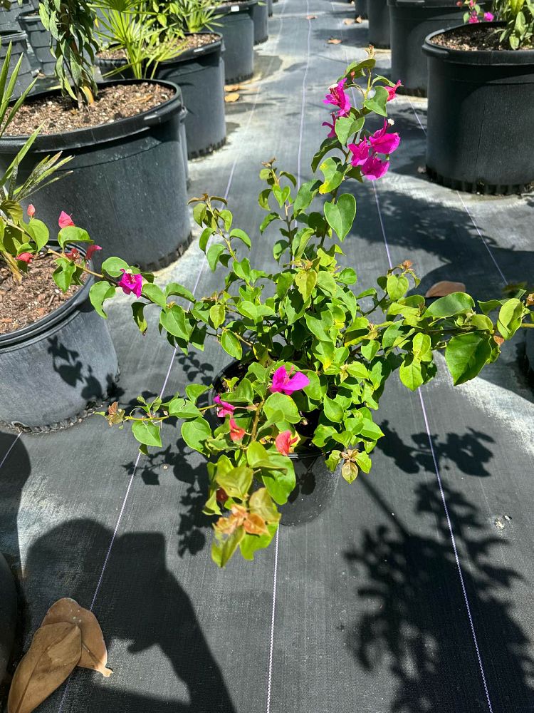 bougainvillea-dwarf