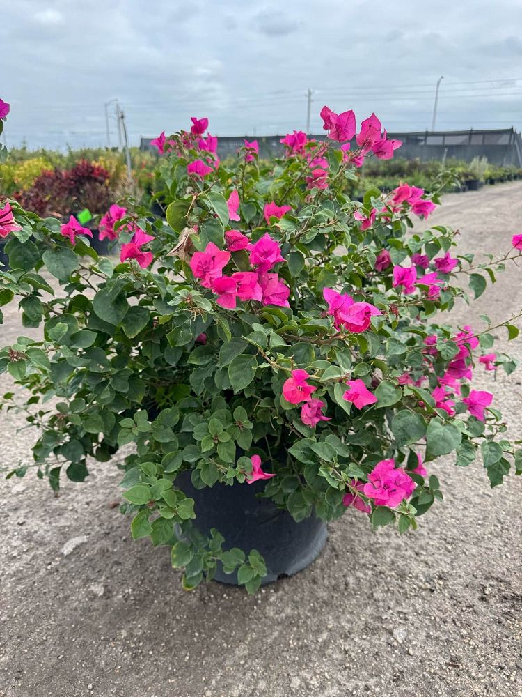 bougainvillea-dwarf