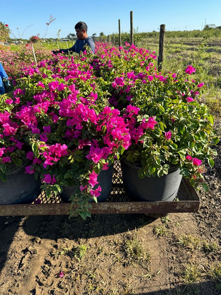 bougainvillea-glabra-helen-johnson-lesser-bougainvillea-paper-flower