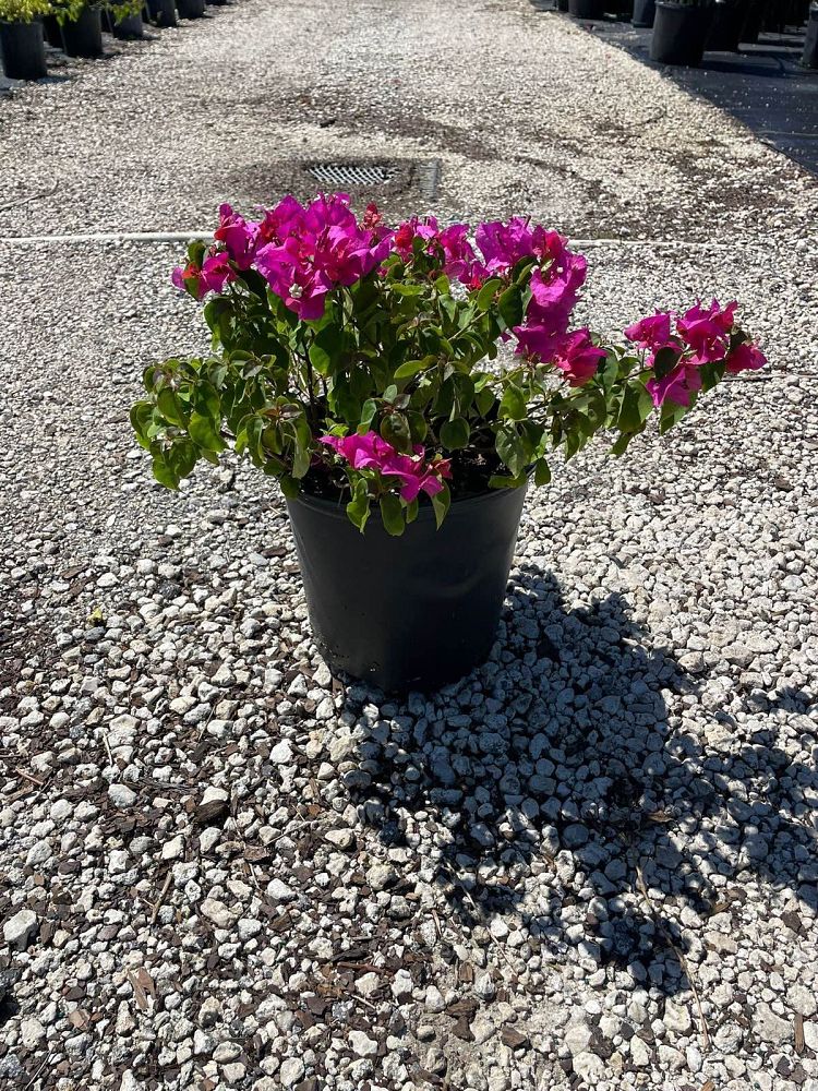 bougainvillea-glabra-helen-johnson-lesser-bougainvillea-paper-flower