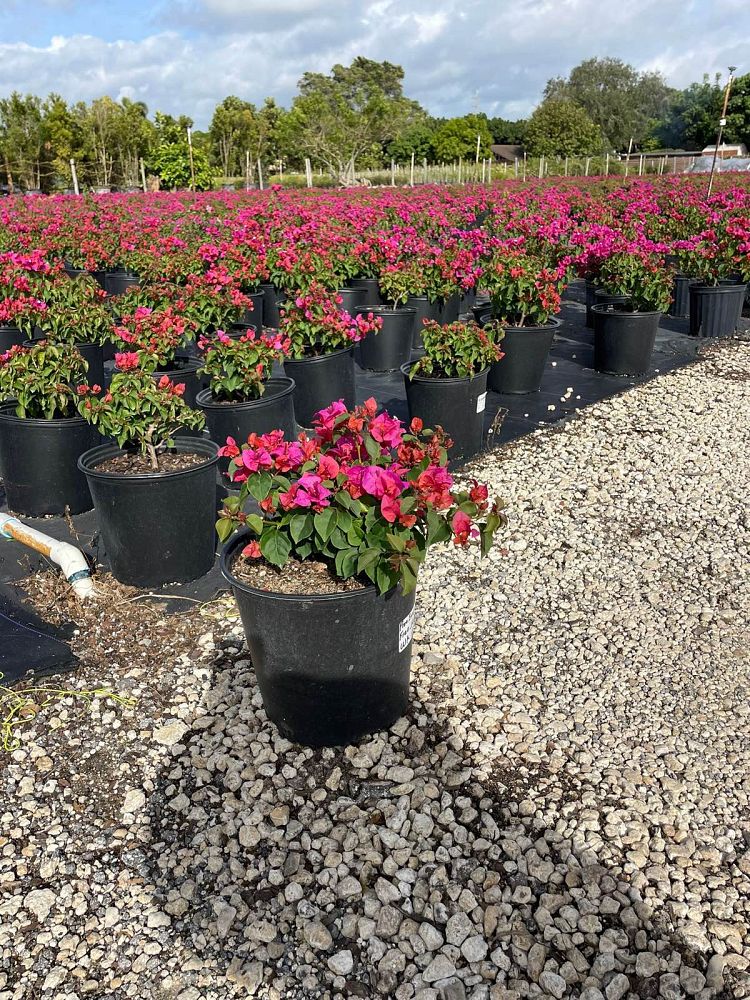 bougainvillea-glabra-helen-johnson-lesser-bougainvillea-paper-flower