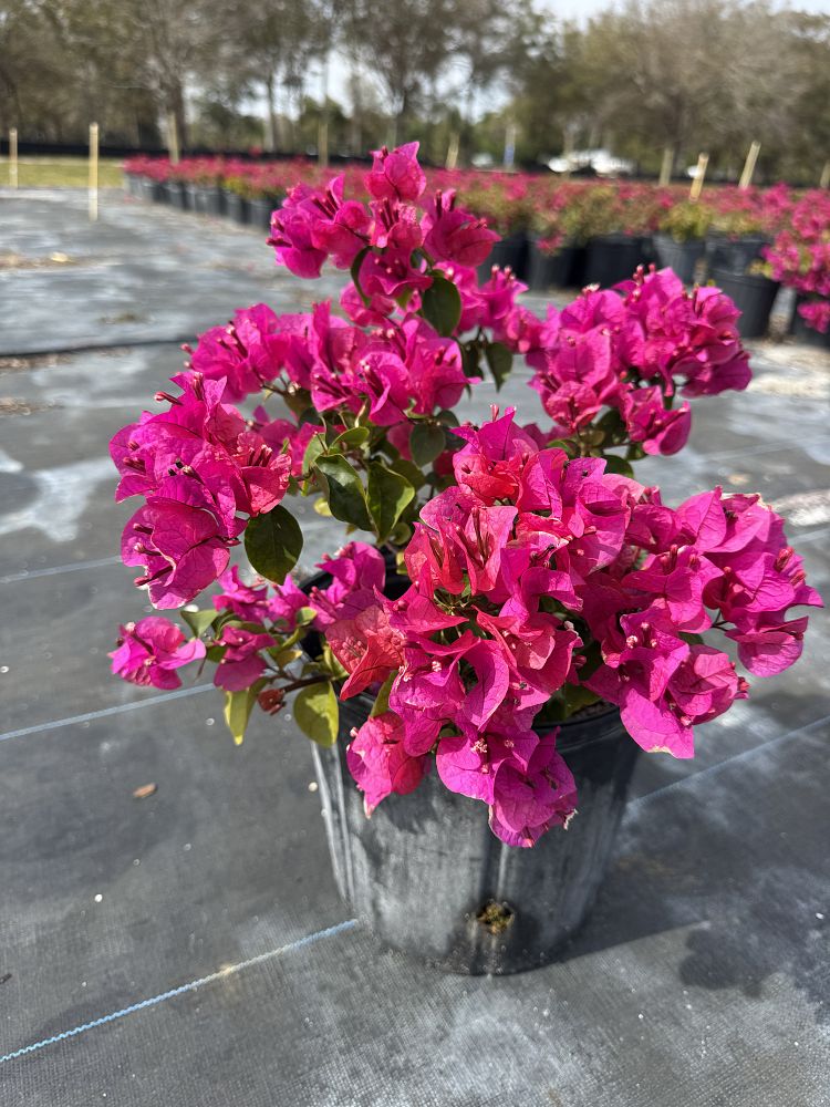 bougainvillea-glabra-helen-johnson-lesser-bougainvillea-paper-flower