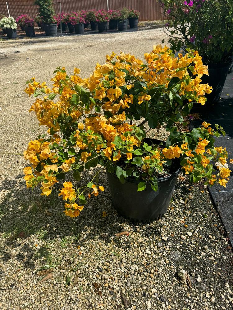 bougainvillea-gold-yellow