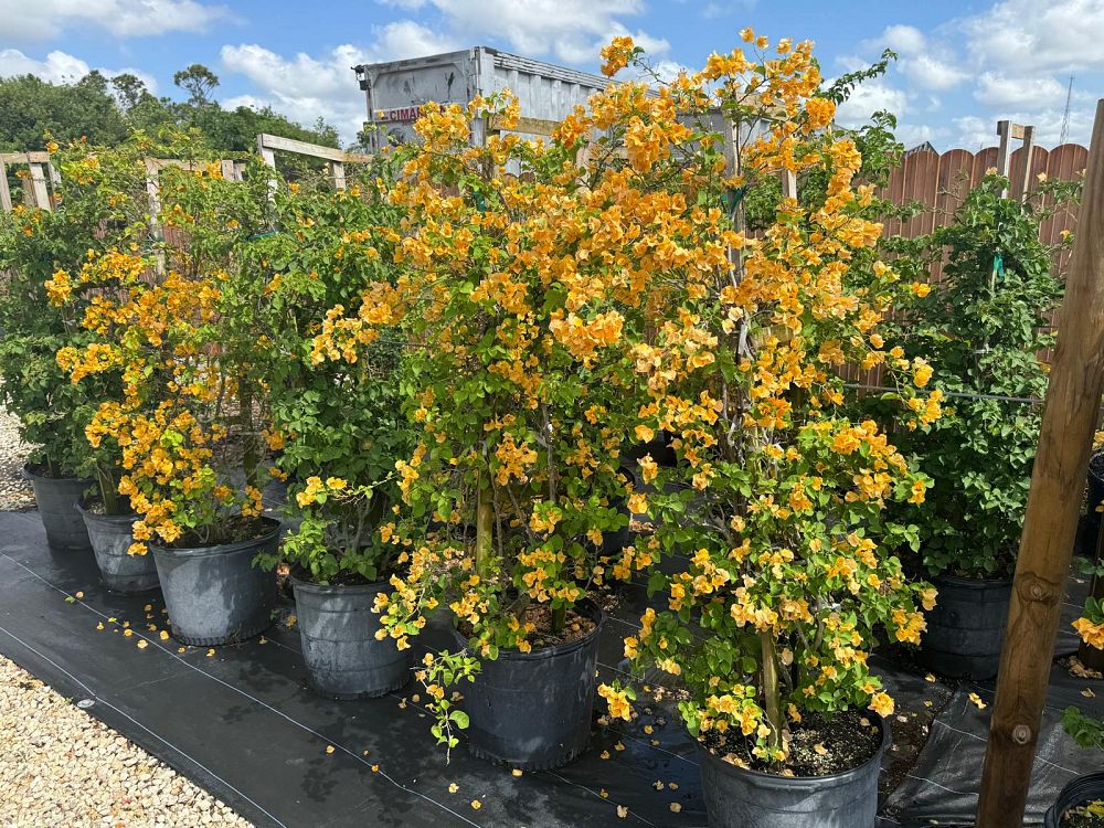 bougainvillea-gold-yellow