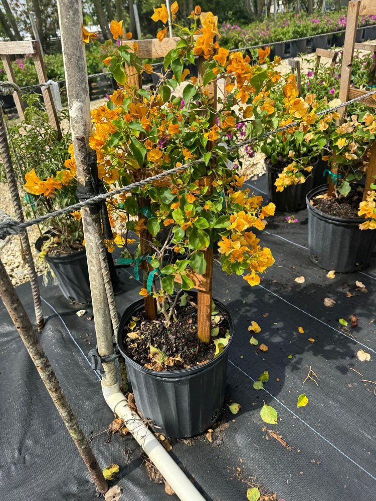 bougainvillea-gold-yellow