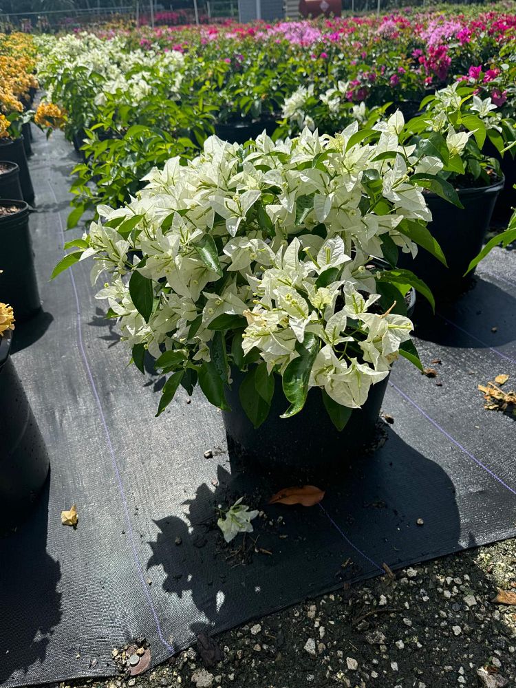 bougainvillea-ms-alice-thornless-white-bougainvillea-singapore-white