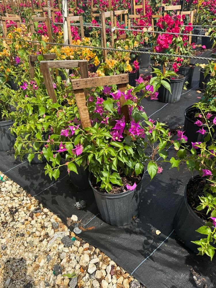 bougainvillea-new-river