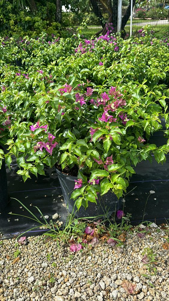 bougainvillea-new-river