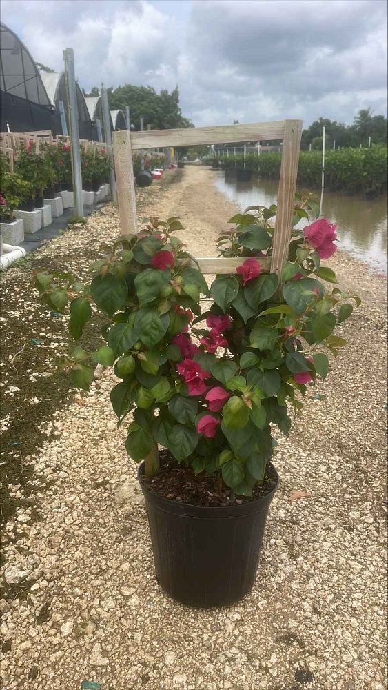 bougainvillea-new-river