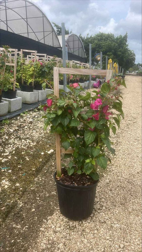 bougainvillea-new-river