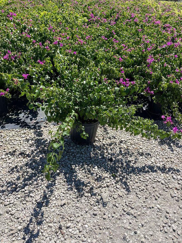 bougainvillea-new-river