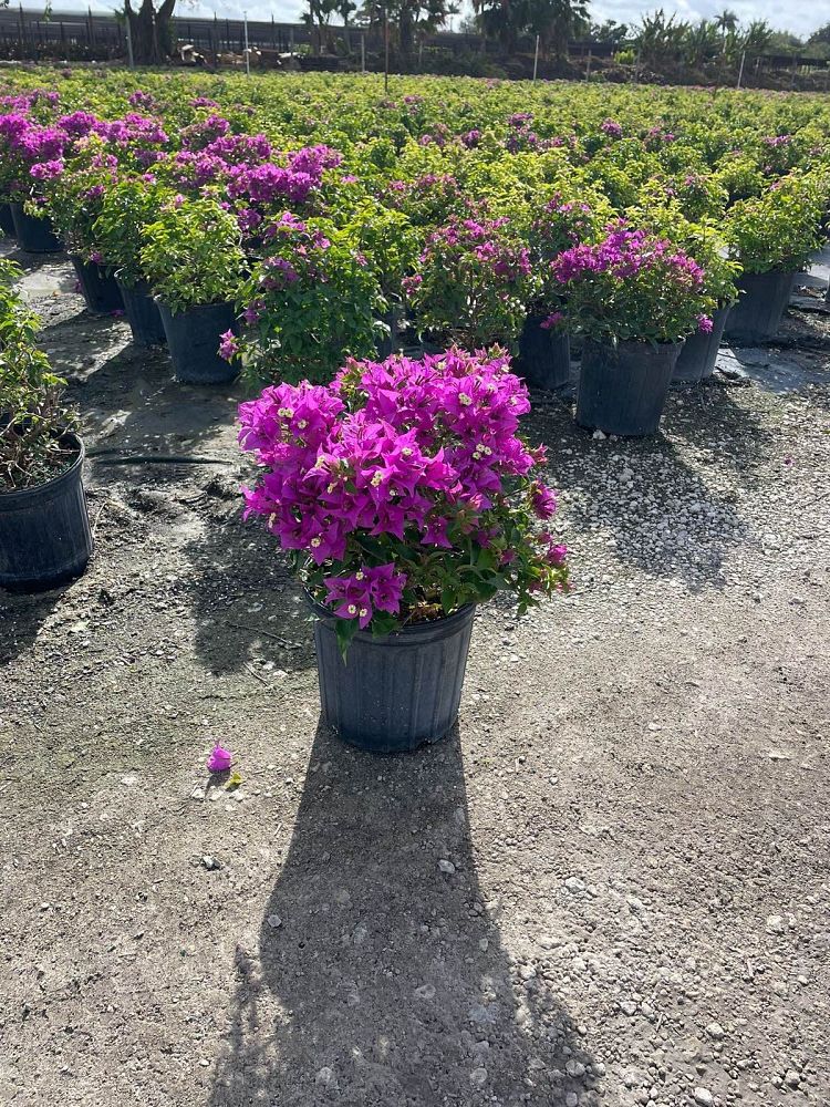 bougainvillea-new-river