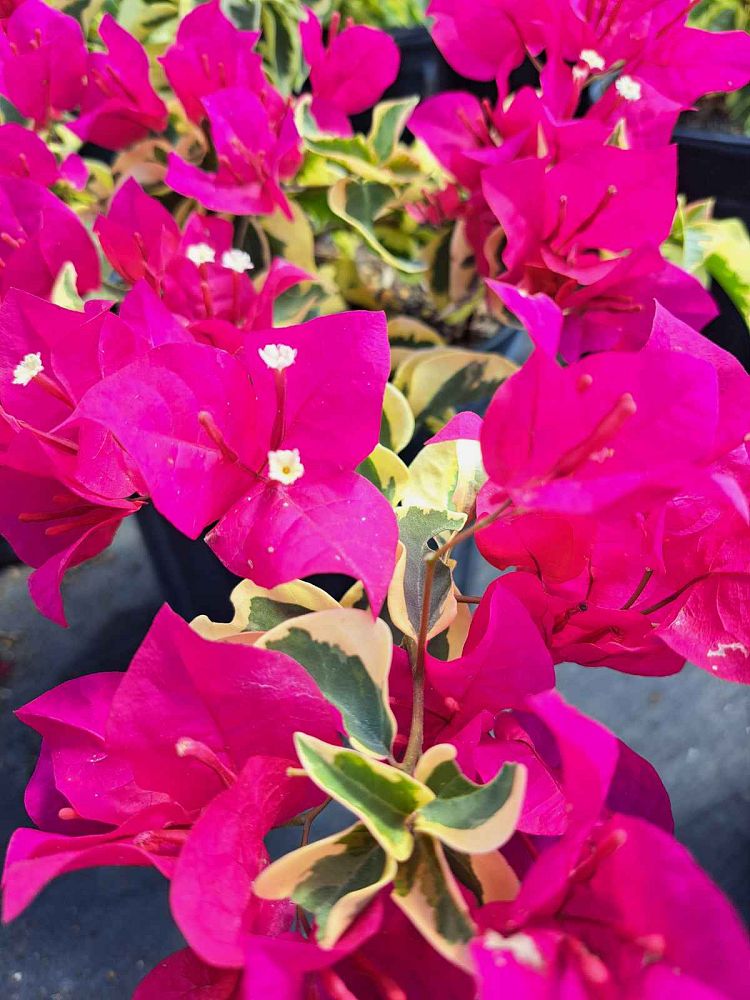 bougainvillea-raspberry-ice-variegated-red