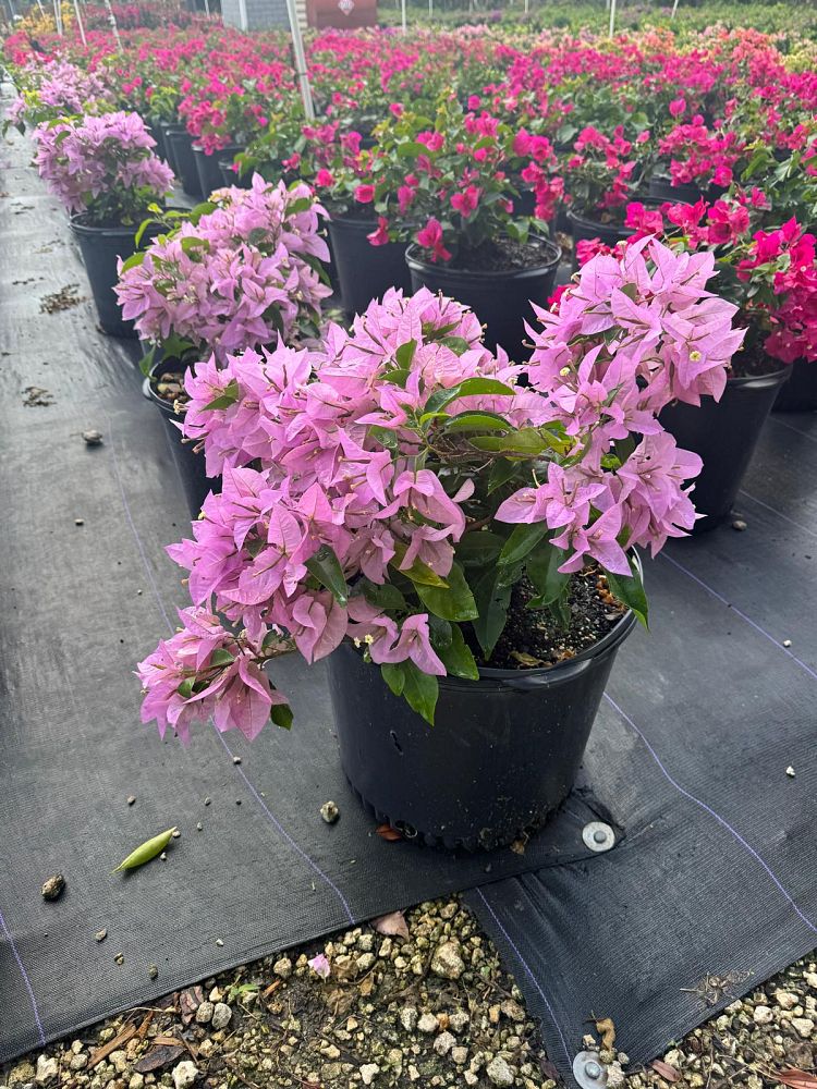 bougainvillea-silhouette