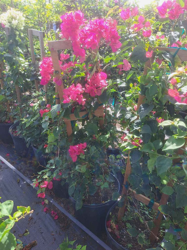 bougainvillea