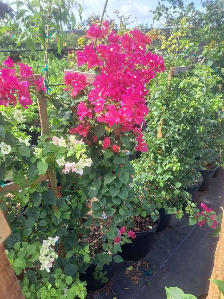 bougainvillea