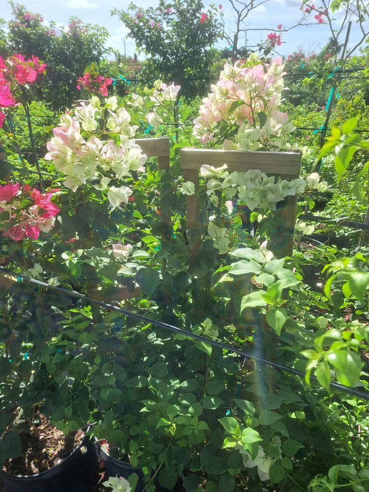 bougainvillea