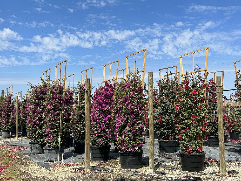 bougainvillea