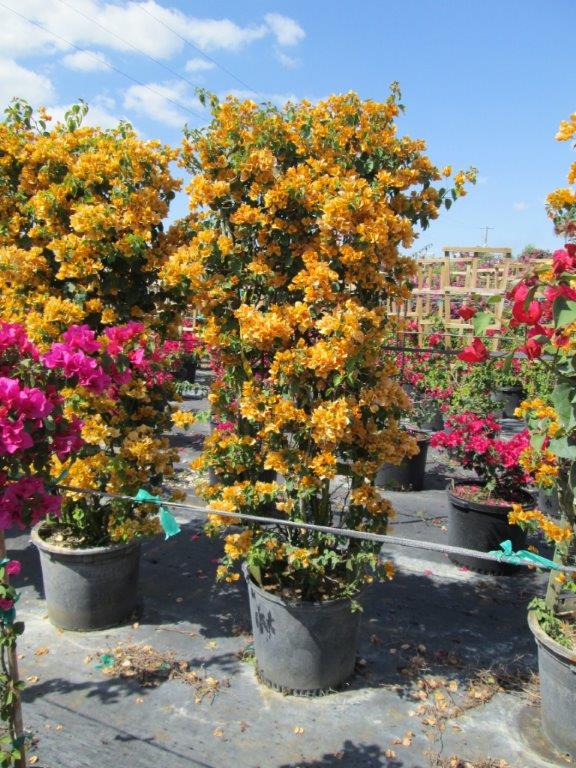 bougainvillea