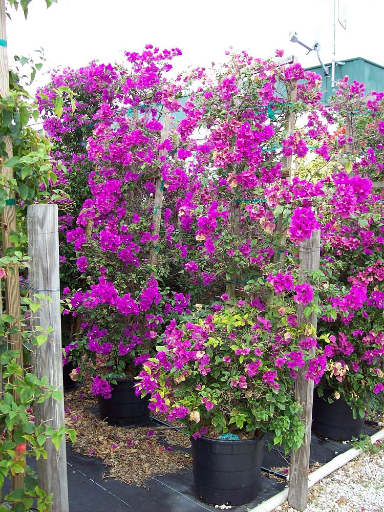 bougainvillea