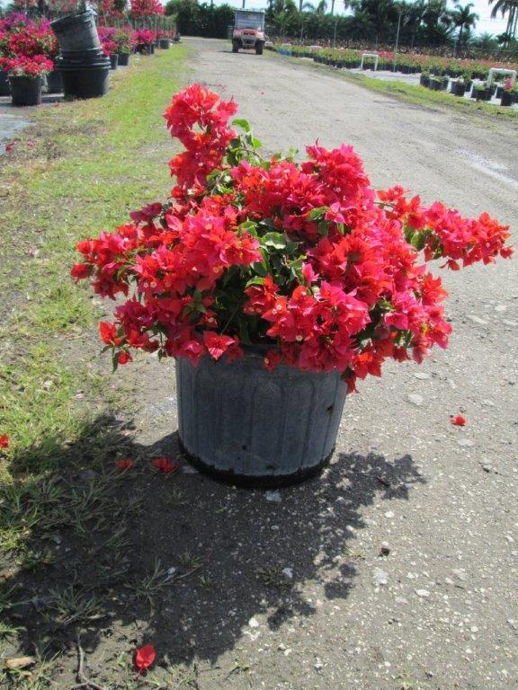 bougainvillea