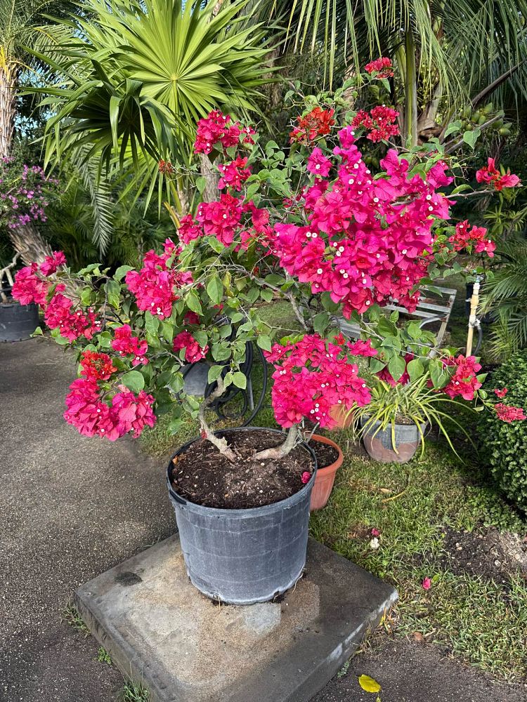 bougainvillea