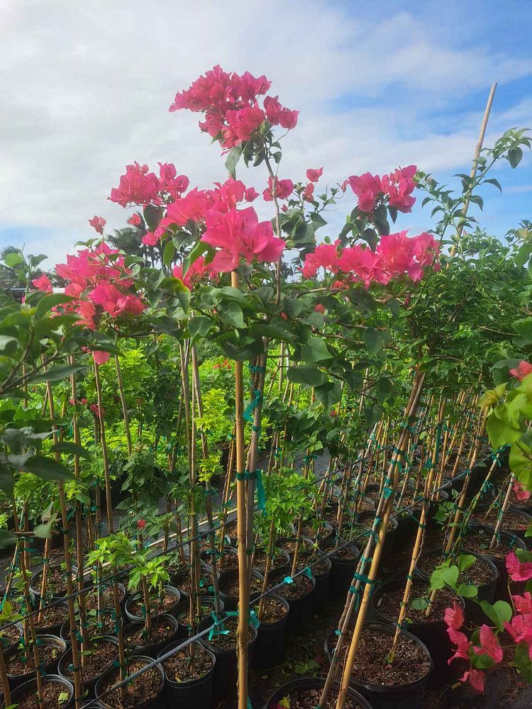 bougainvillea