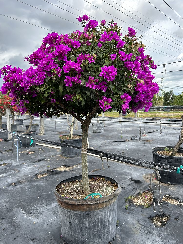 bougainvillea