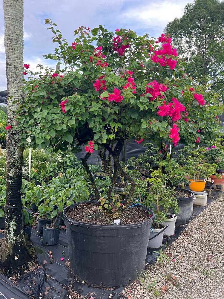 bougainvillea