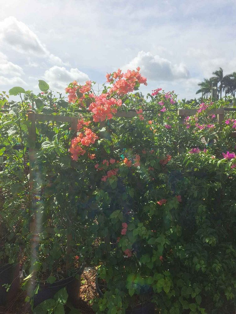 bougainvillea