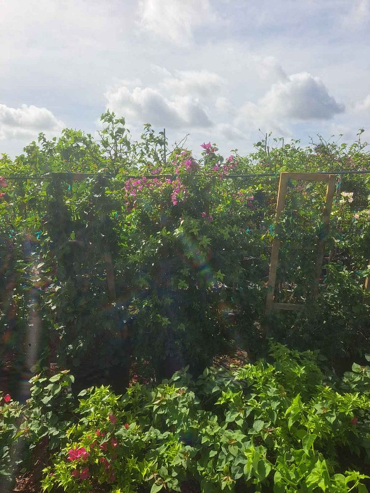 bougainvillea