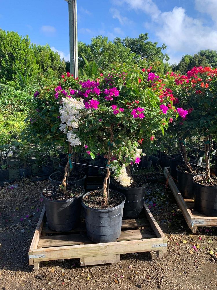 bougainvillea