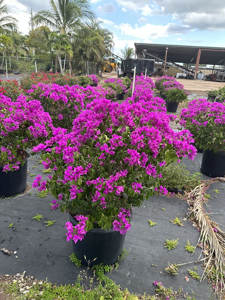 bougainvillea