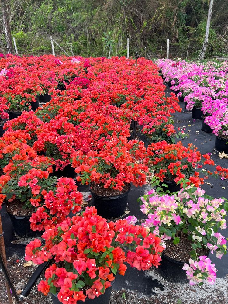 bougainvillea-sundown-orange