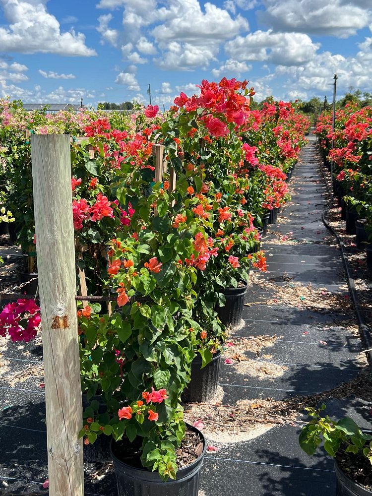 bougainvillea-sundown-orange