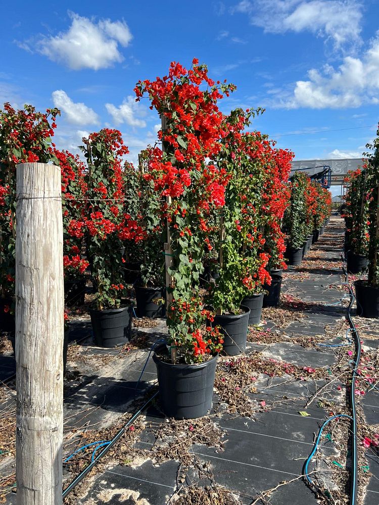 bougainvillea-sundown-orange