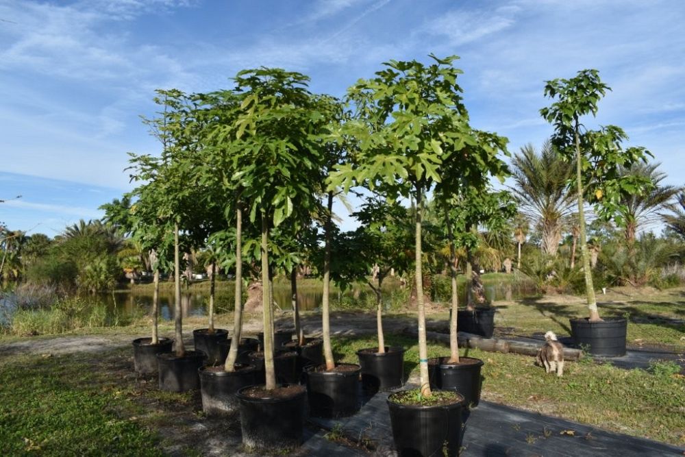 brachychiton-acerifolius-flame-tree