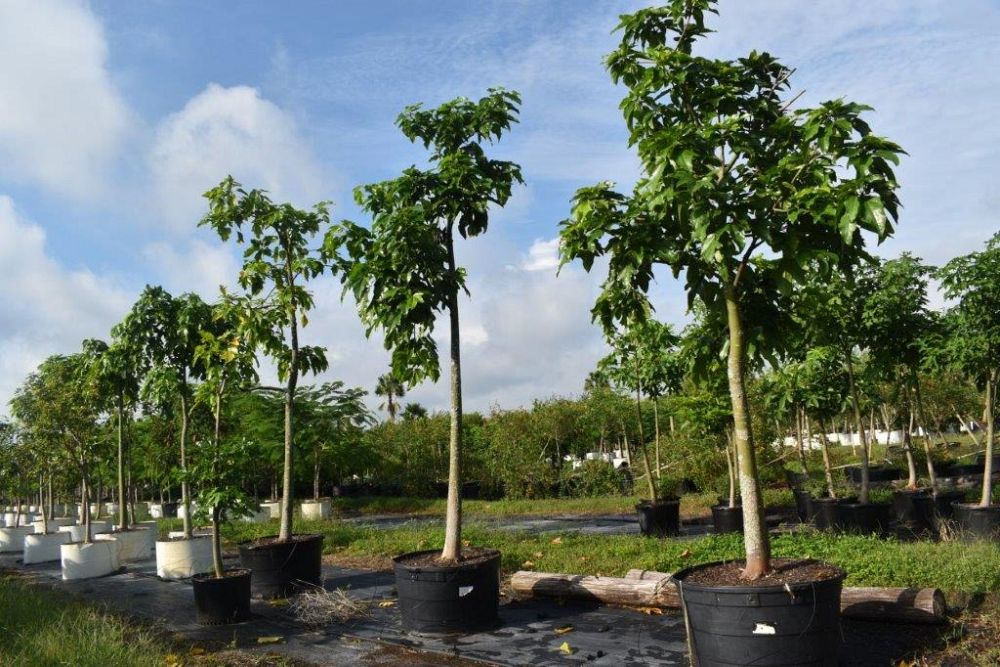 brachychiton-acerifolius-flame-tree