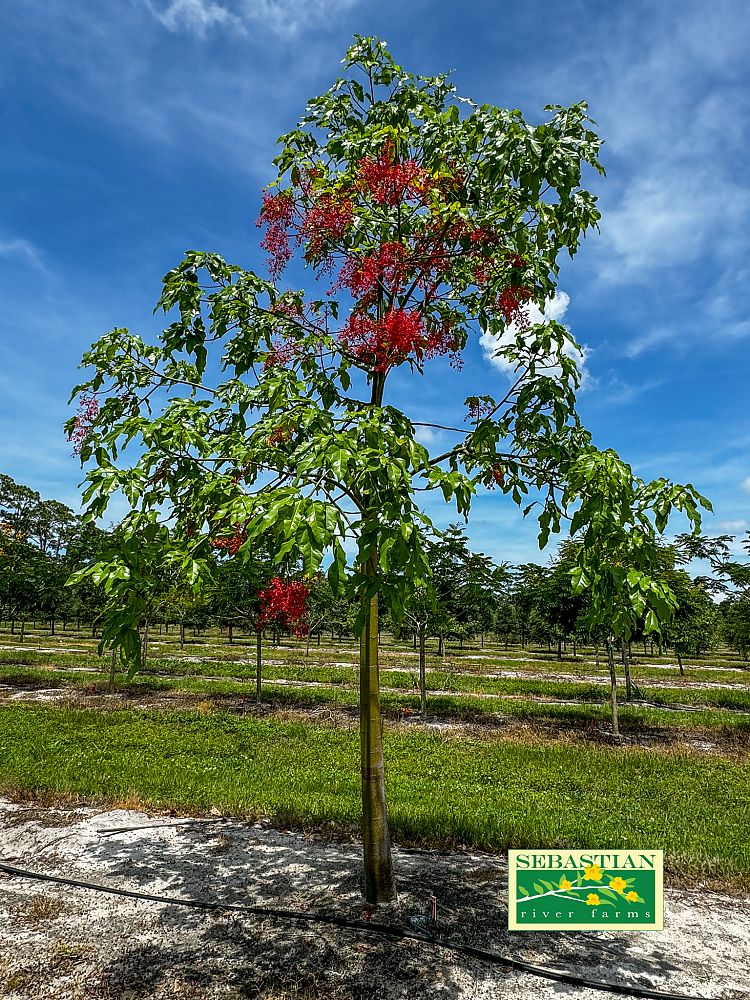 brachychiton-acerifolius-flame-tree