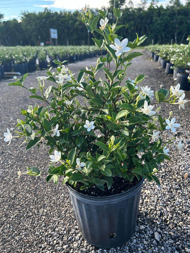 breynia-disticha-snow-on-the-mountain-snowbush