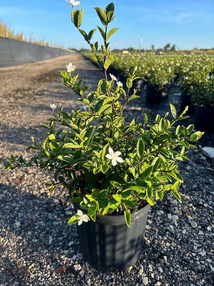 breynia-disticha-snow-on-the-mountain-snowbush