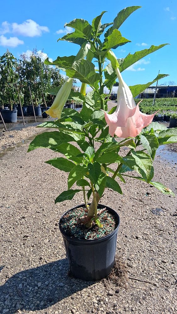 brugmansia-arborea-angel-s-trumpet