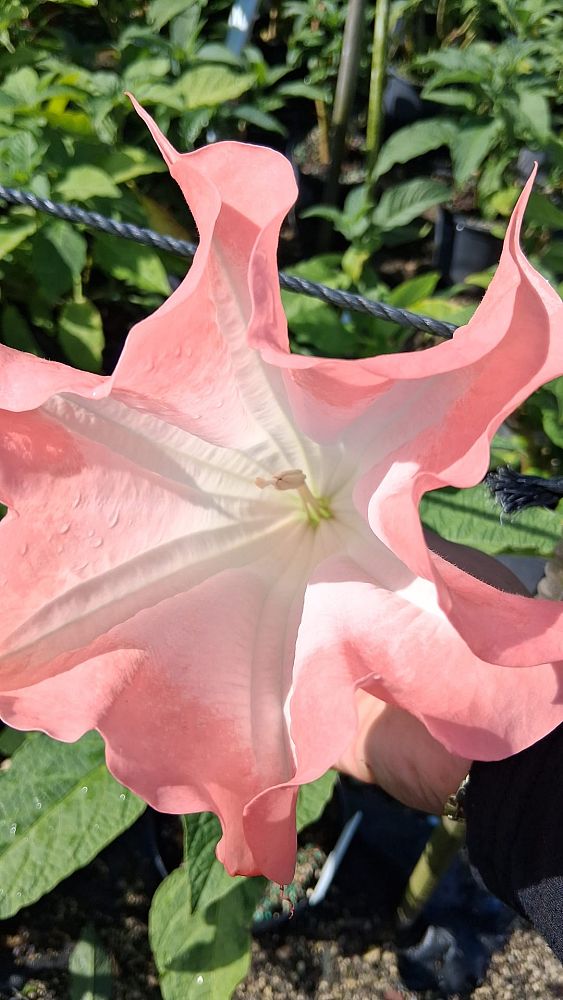 brugmansia-arborea-angel-s-trumpet