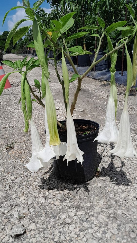 brugmansia-arborea-angel-s-trumpet