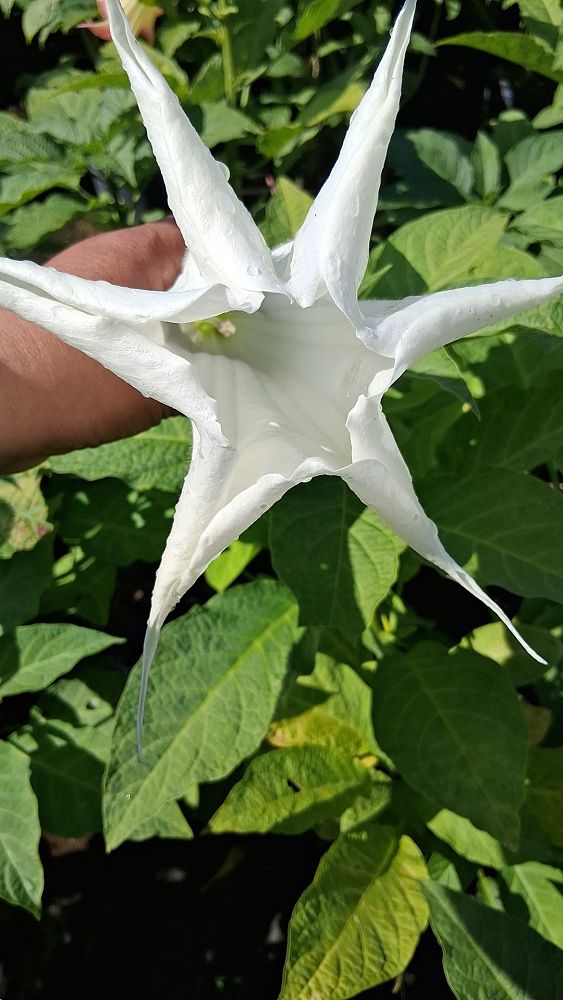 brugmansia-arborea-angel-s-trumpet