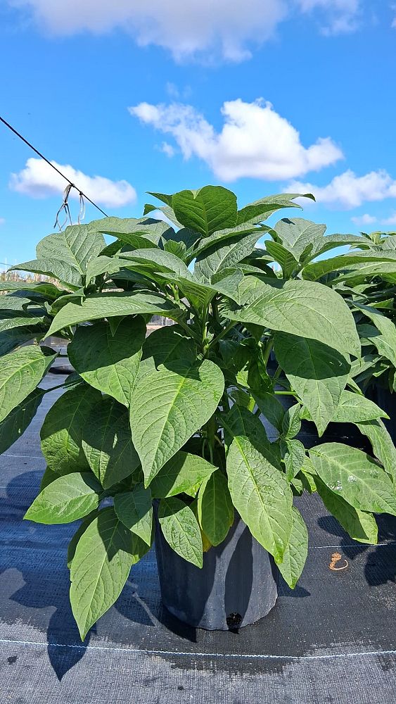 brugmansia-arborea-angel-s-trumpet