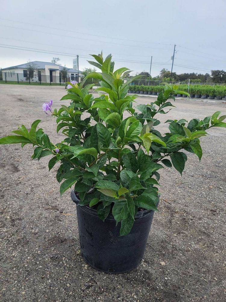 brunfelsia-calycina-yesterday-today-and-tomorrow