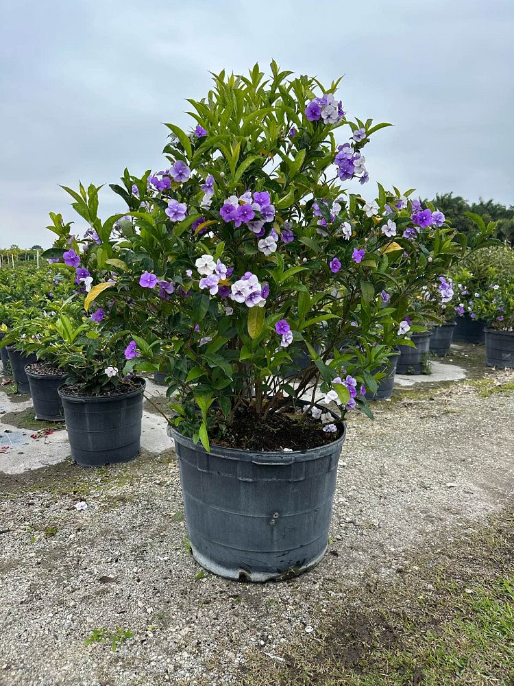 brunfelsia-calycina-yesterday-today-and-tomorrow