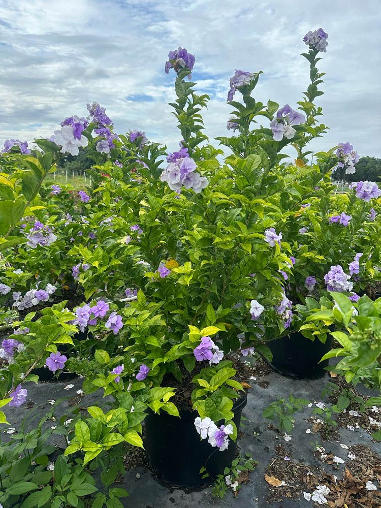 brunfelsia-calycina-yesterday-today-and-tomorrow