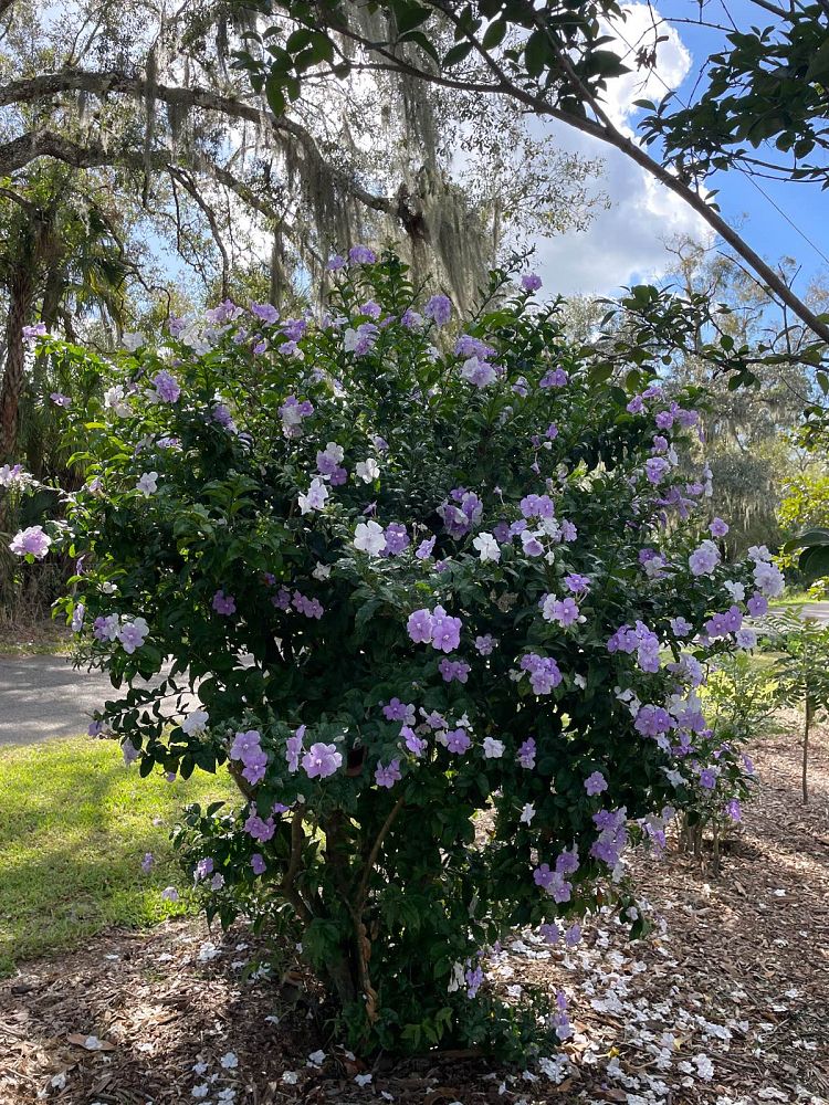 brunfelsia-calycina-yesterday-today-and-tomorrow